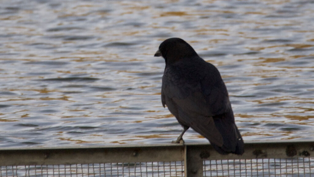 池の柵に止まるカラスの野鳥写真 | Crow standing on the railing beside a park pond in the evening