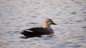 カルガモ 公園 池