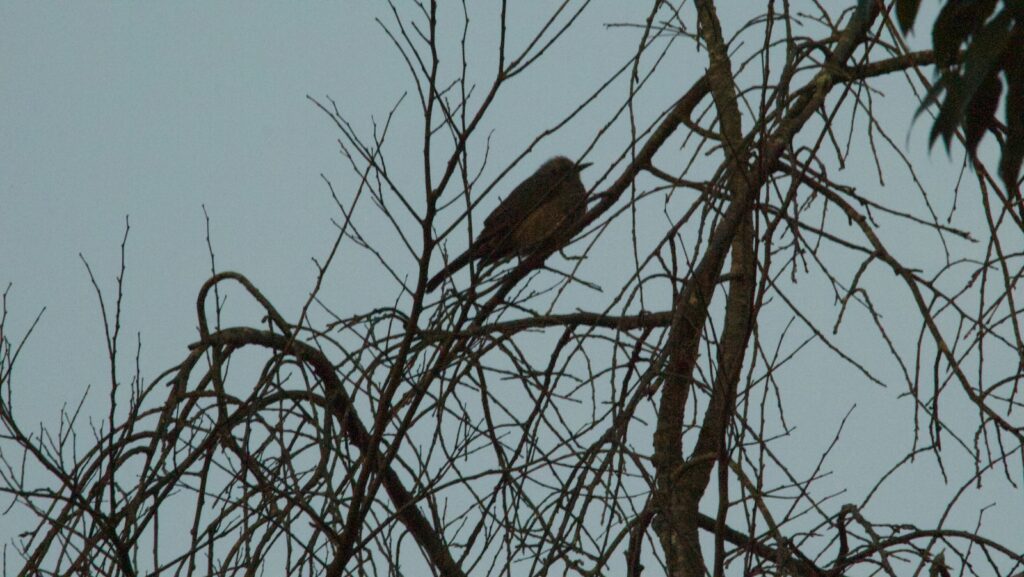 夕方の公園の木の上のヒヨドリ