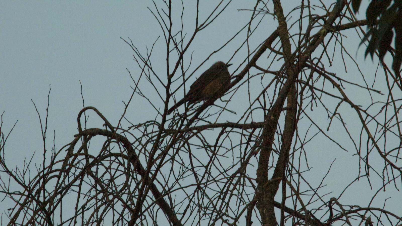 夕方の木の上のヒヨドリ