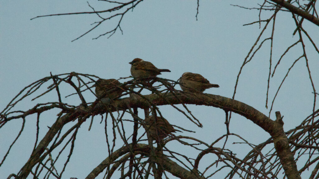夕方の木の上の雀達
