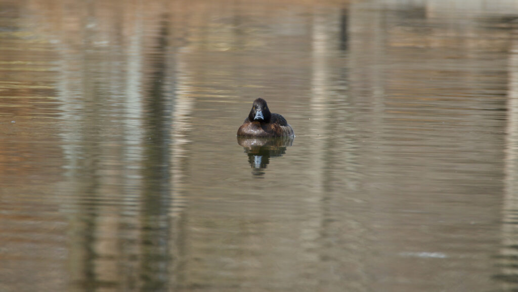 公園の池に浮かぶキンクロハジロと思われる水鳥を遠くから撮影した写真