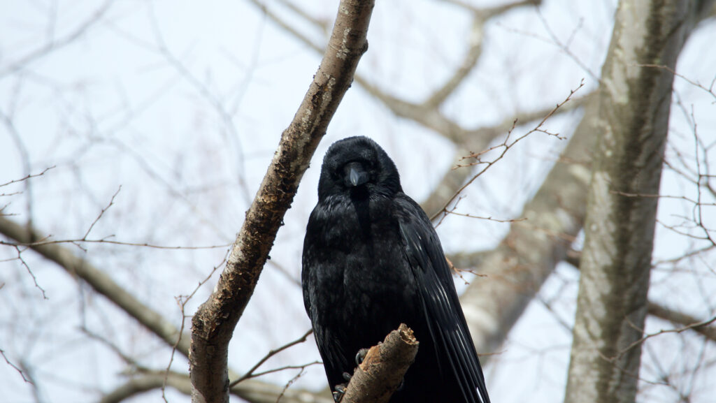 公園の木の枝にとまり、正面を向いたカラスの写真