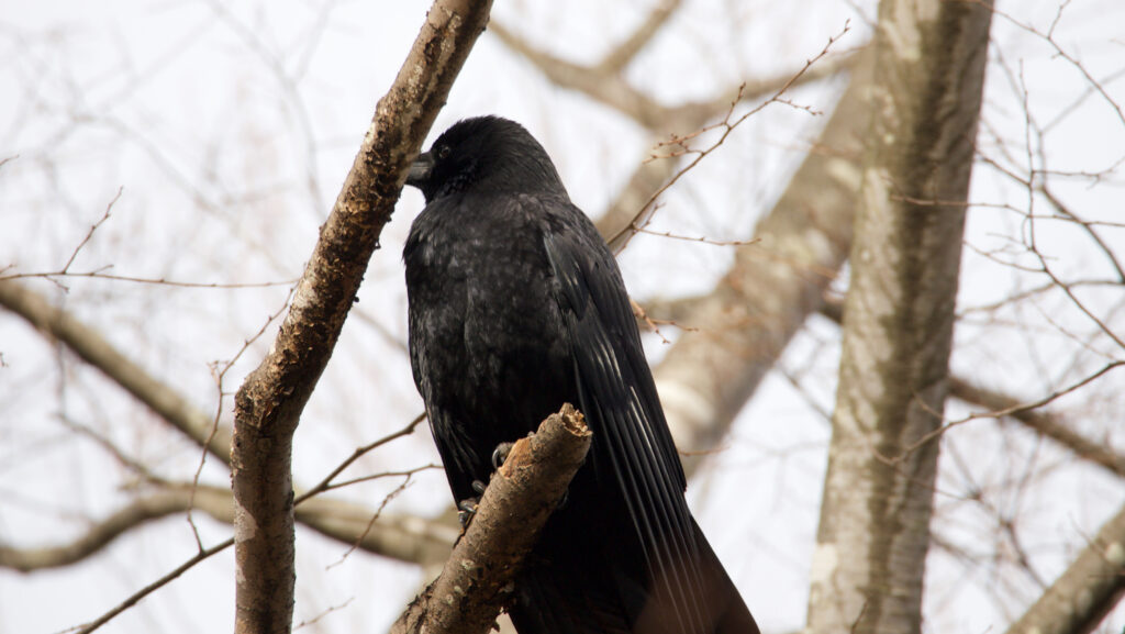 公園の木の枝にとまる横向きのカラスの写真