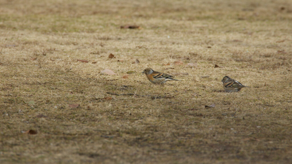 芝生で様子をうかがうアトリの写真