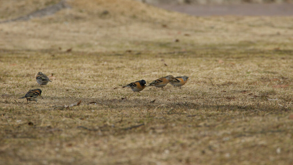 芝生に降りたアトリの群れを遠くから撮影した写真