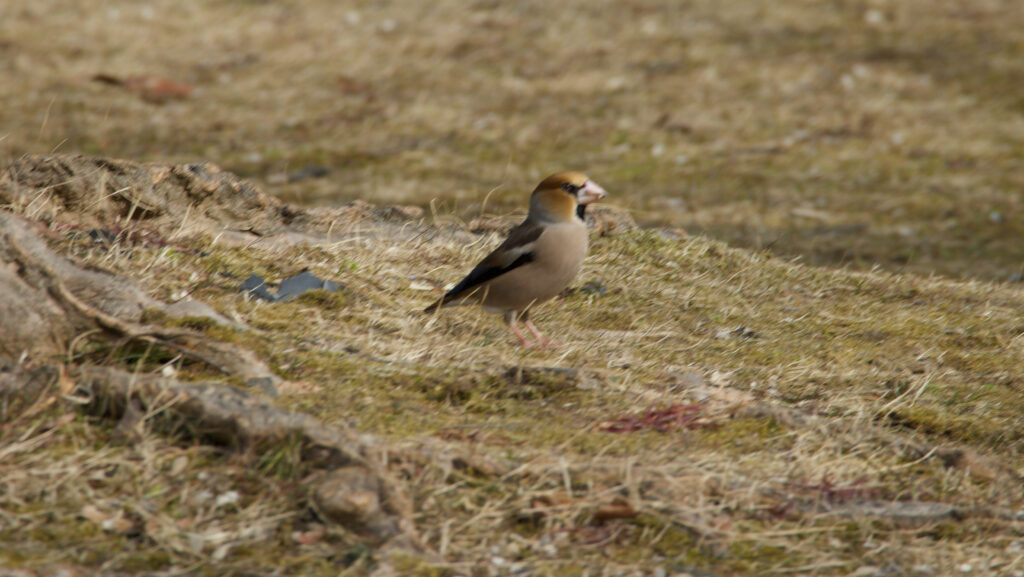 草地で見つけたシメの写真