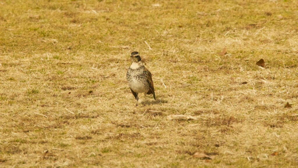 草地で立ち止まるツグミの写真