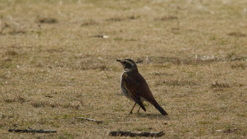 草地を歩くツグミの写真