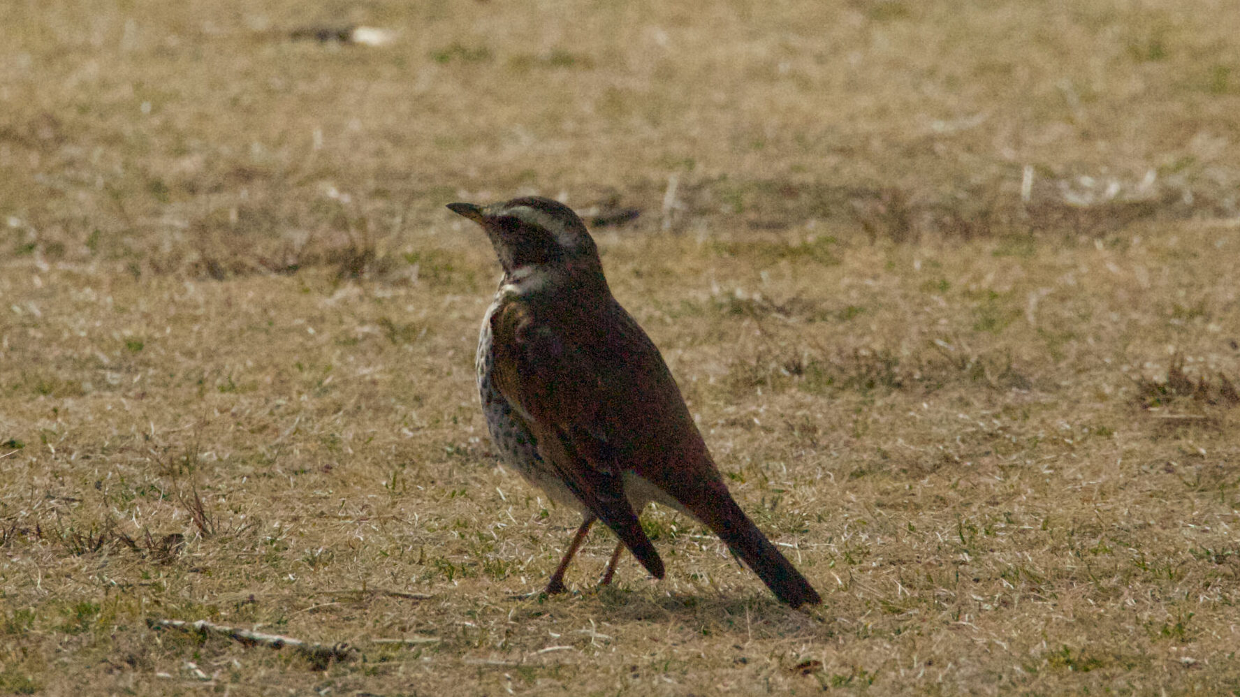 草地を歩くツグミの写真