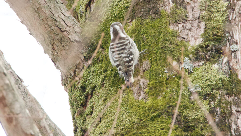 苔むした木の幹にとまるコゲラの写真
