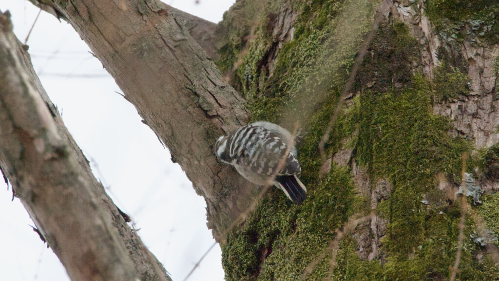 木の幹を動き回るコゲラの写真