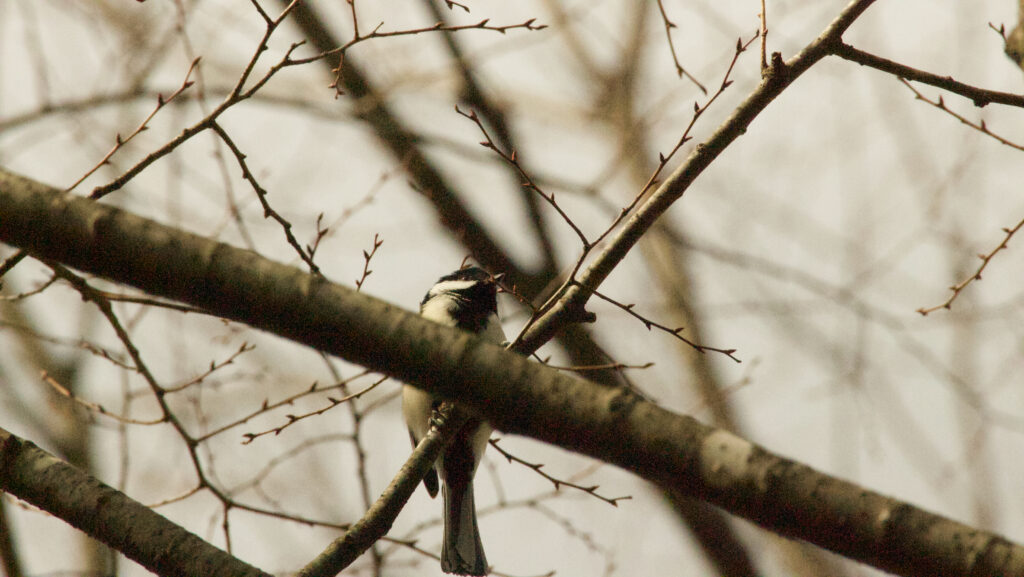 枝の多い木の中にとまるシジュウカラと思われる小鳥の写真