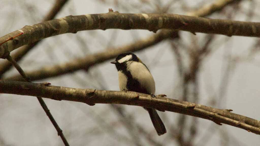 木の枝にとまるシジュウカラと思われる小鳥の写真