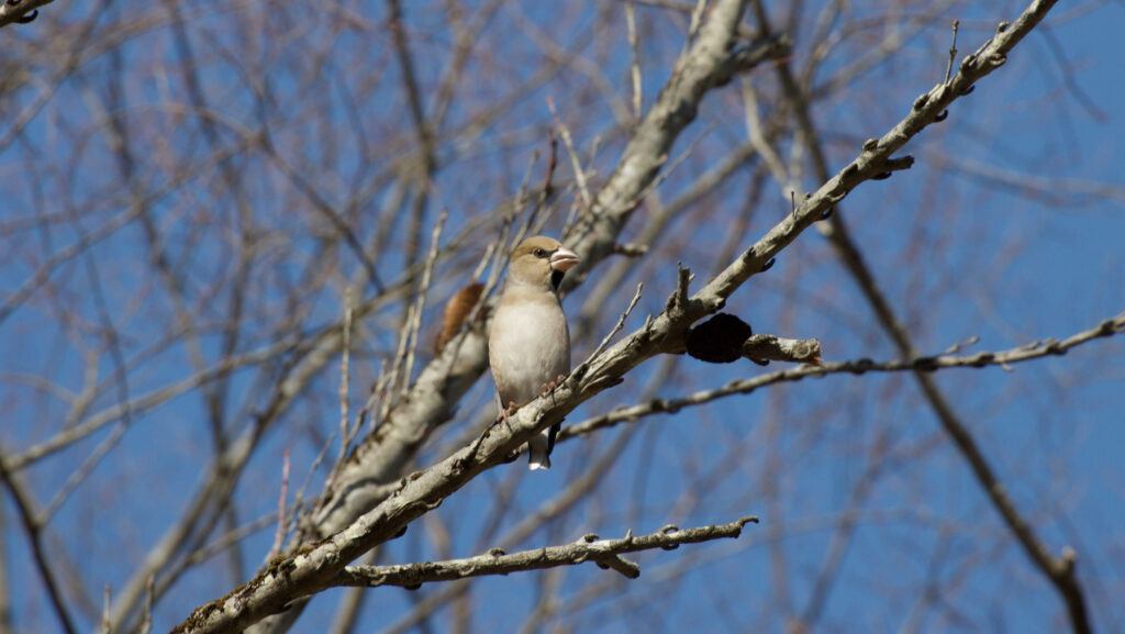木の枝にとまるシメの写真