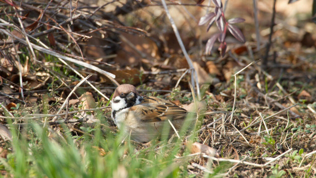 花壇の地面でこちらを見るスズメの写真