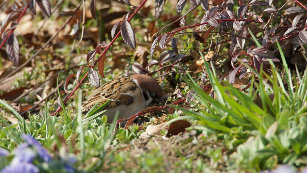 花壇で餌を探すスズメの写真