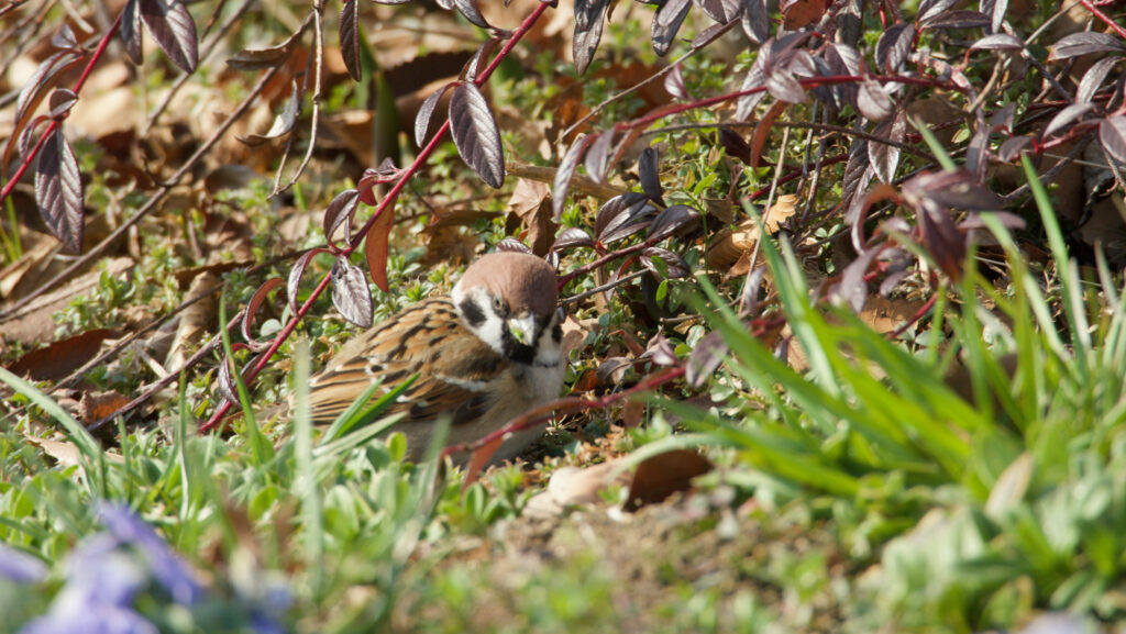 近くでこちらを見るスズメの写真