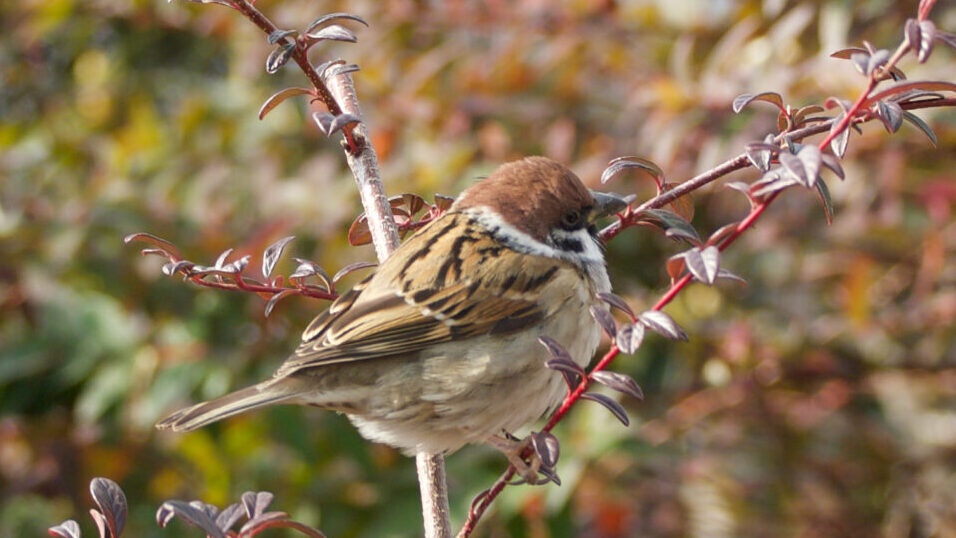 枝先にとまるスズメの写真