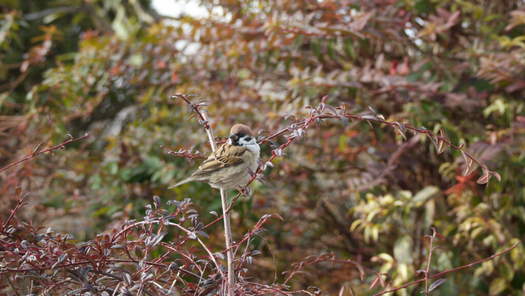 枝先にとまるスズメの写真