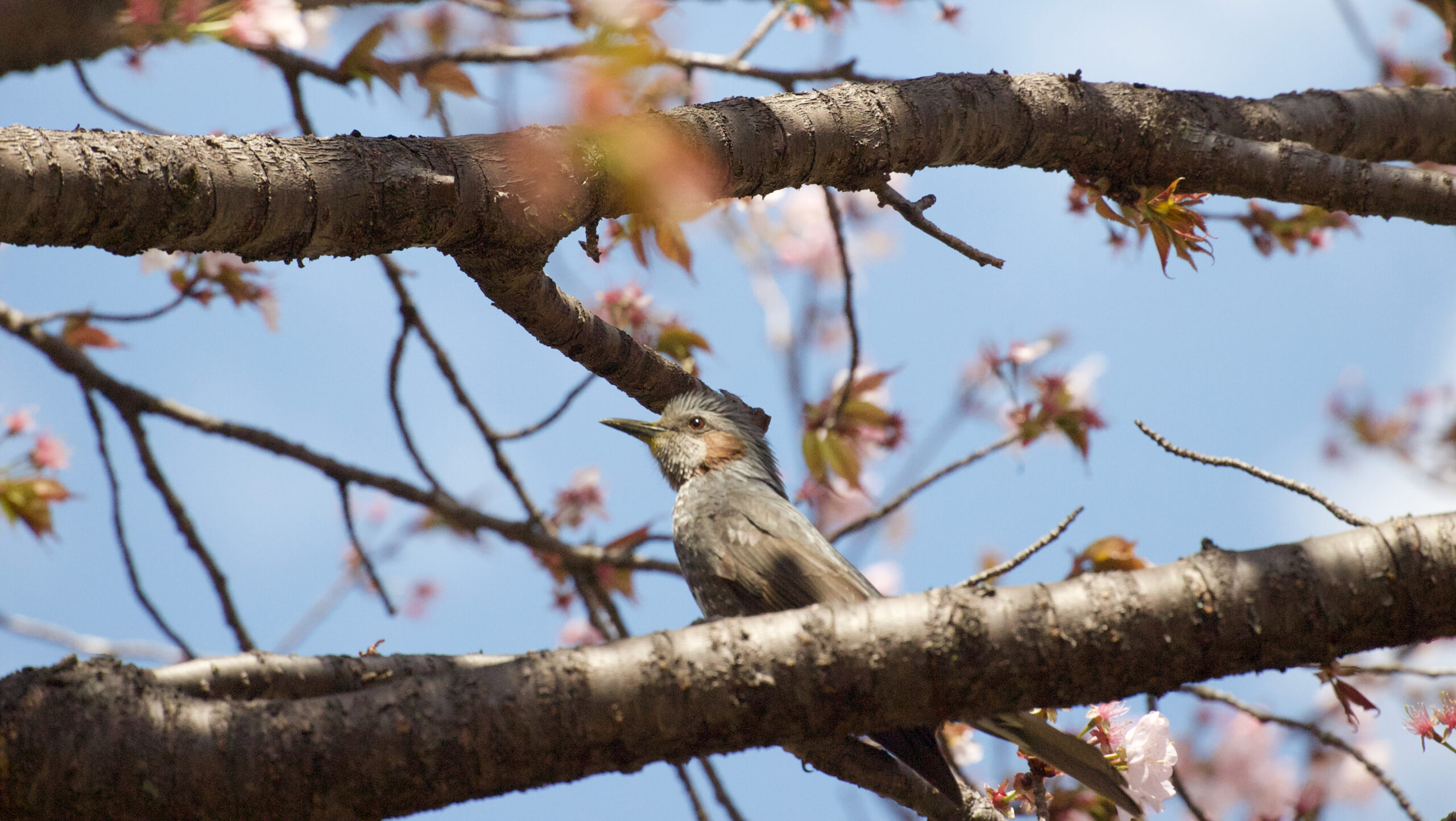 桜の枝の中にいるヒヨドリの写真
