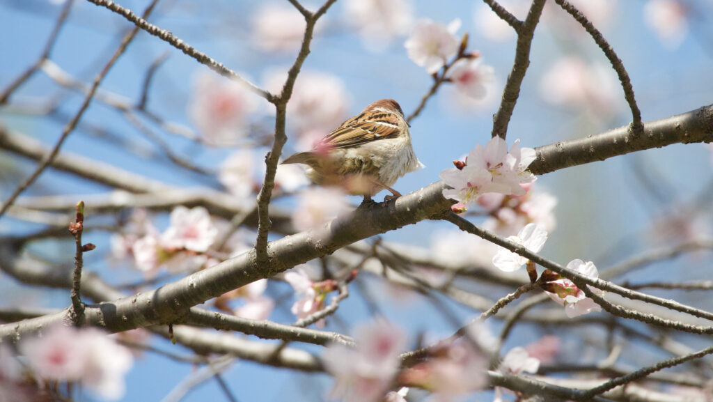 桜の枝にとまる後ろ向きのスズメの写真