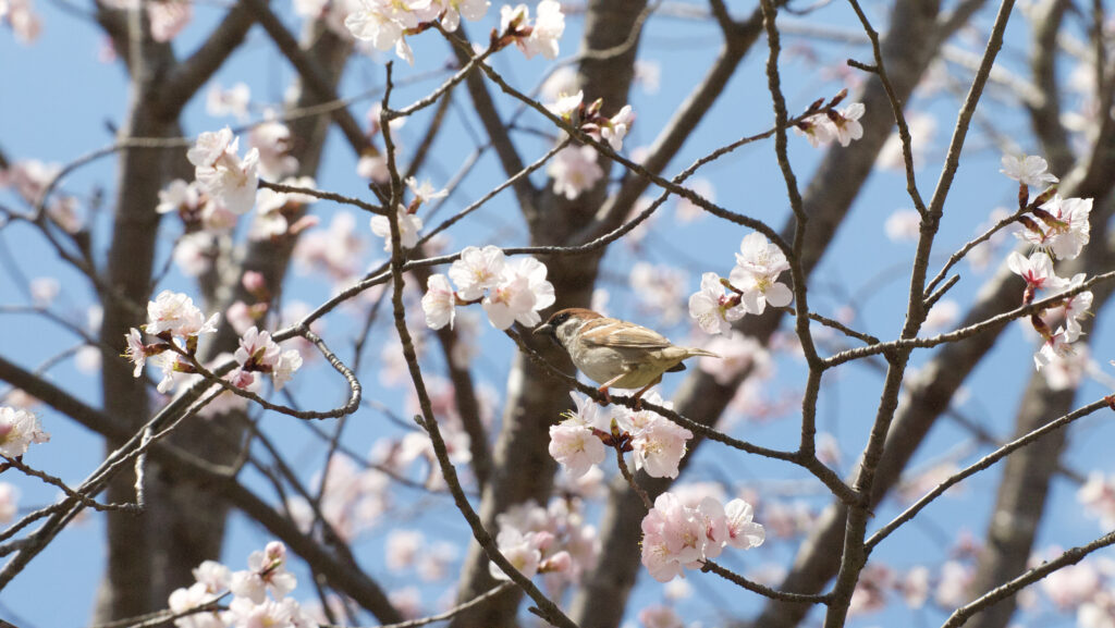 桜の花の近くにとまるスズメの写真