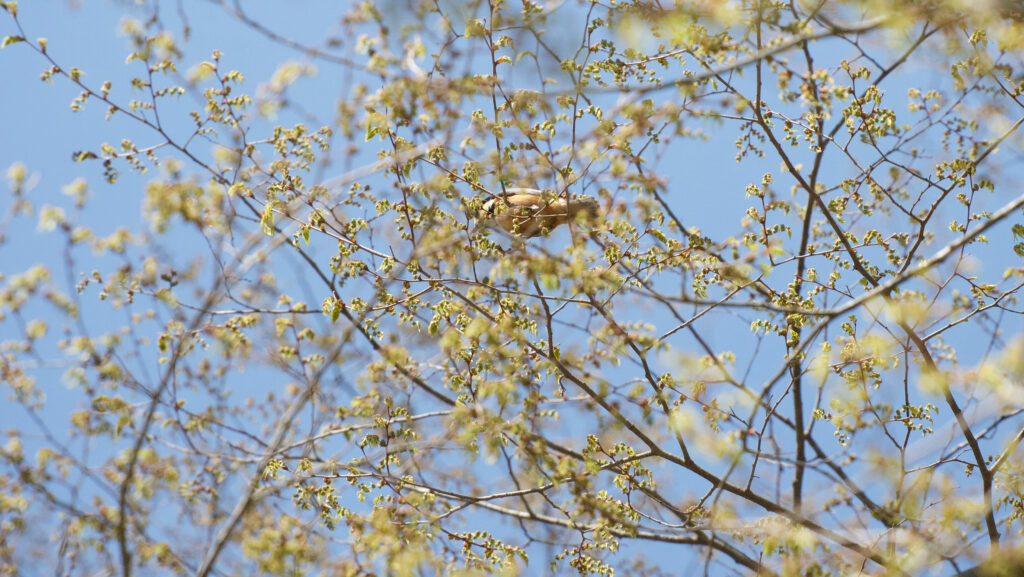 新芽の多い枝の中にいるヤマガラの写真
