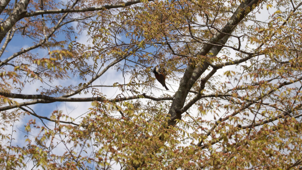 桜の枝の中にいるヤマガラの写真