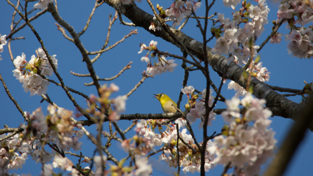 桜の花の中にいるメジロの写真