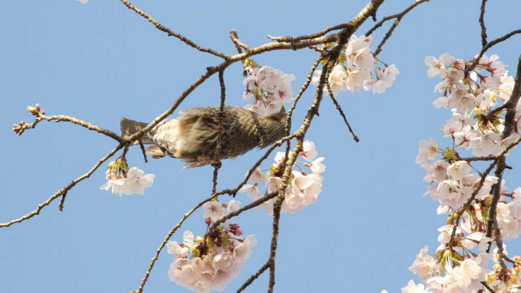 桜の蜜を吸うヒヨドリの写真