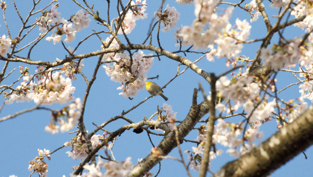 桜の蜜を吸うメジロ