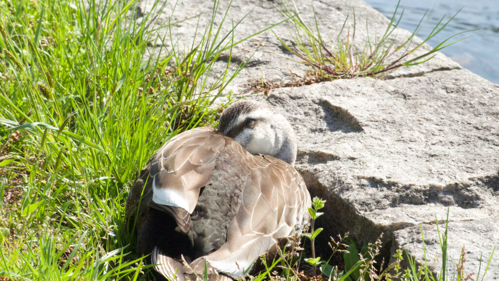水辺の草と石のそばで休むカルガモの写真